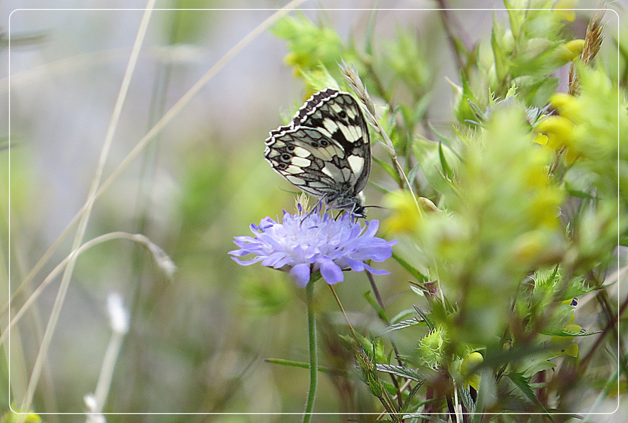 Schmetterlinge im Bauch - Amstetten