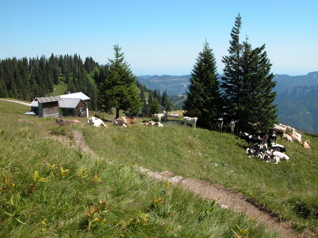 Almauftrieb Thema Auf Meinbezirk At