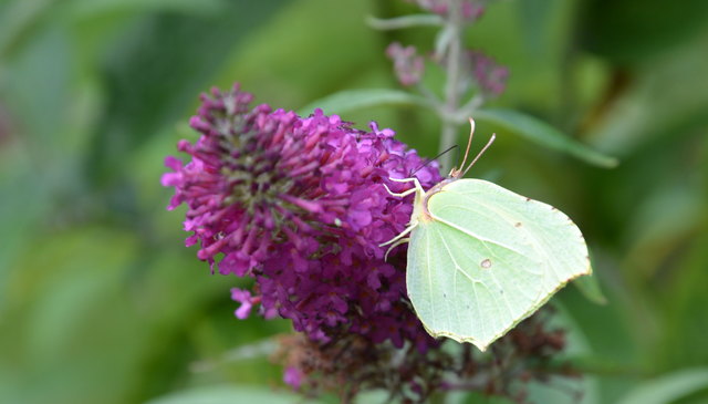 Der Sommerflieder lockt Schmetterlinge und Bienen an.
