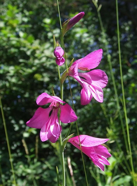 Foto: NaturAGOberösterreich