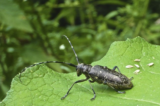 Angeflogen, relativ groß, mit 6cm und erstarrt regelrecht wenn er beobachtet wird.