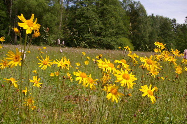 Foto: NaturAGOberösterreich