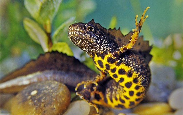 Foto: NaturAGOberösterreich