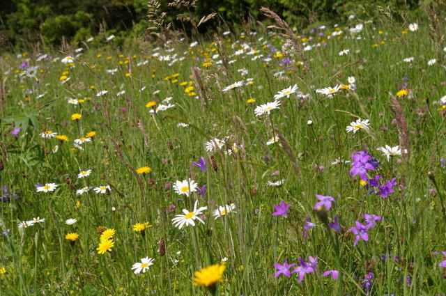 Foto: NaturAGOberösterreich