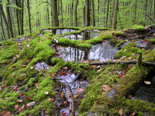 Foto: NaturAGOberösterreich