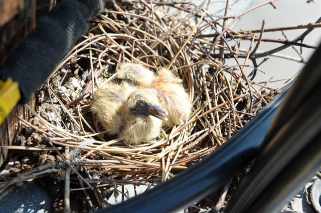 Tauben-Küken Waltraud und Elfte wurden gerettet. | Foto: EVN / Gabriele Moser