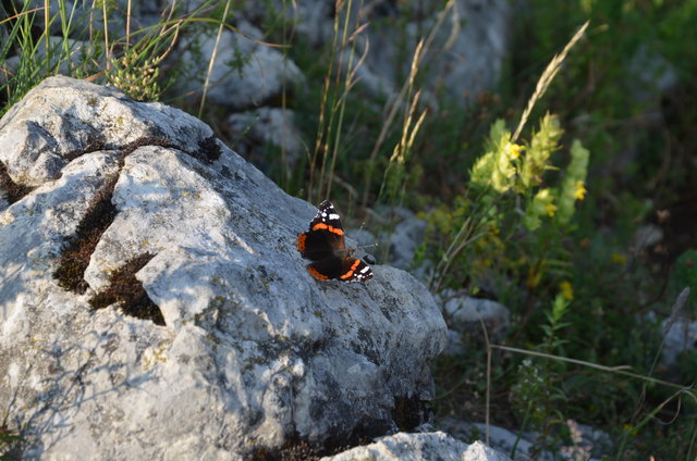 Aufgrund der vielen wilden Wiesen ist der Berg ein Paradies für Schmetterlinge und andere Insekten.