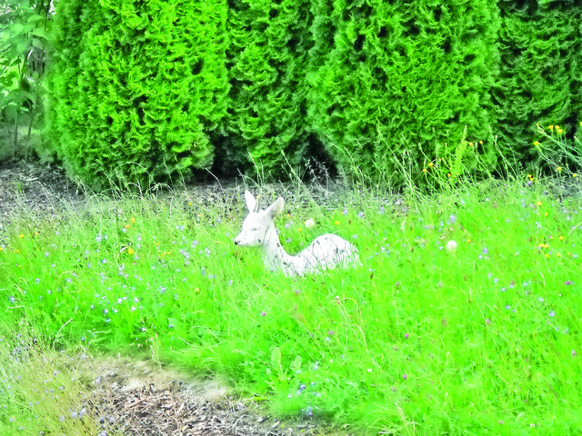 Schneeflocke lebte lange im Bärenwald und wurde dann in den Wildpark übersiedelt. Jetzt ist der Rehbock tot. | Foto: Foto: privat