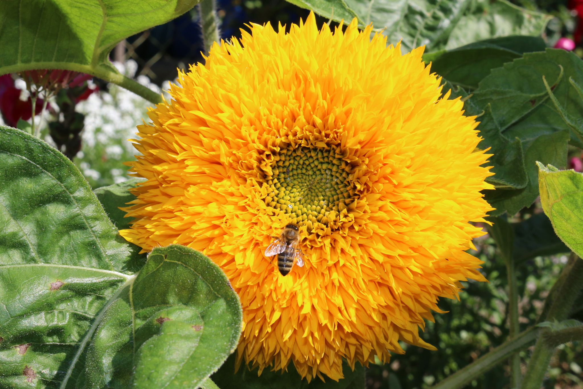 Sonnenblume im Garten Feldkirchen