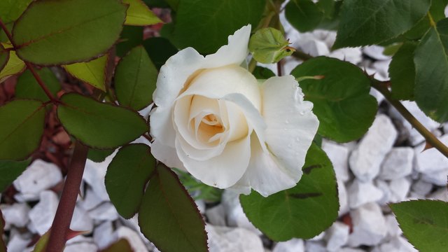 Weiße Prachtrose