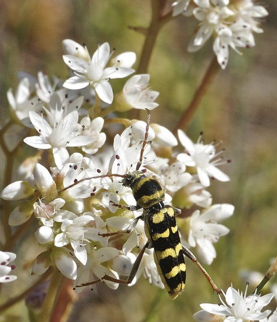 doch wesentlich größer mit seinen 2-3cm