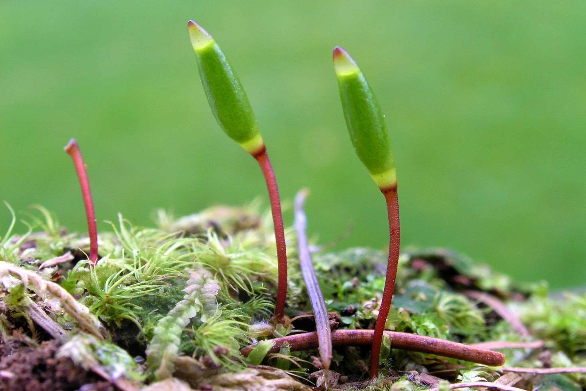 Das Grüne Koboldmoos (Buxbaumia viridis) Linz