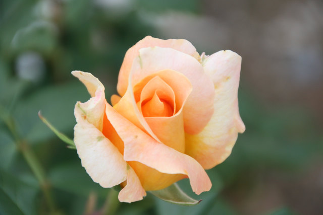 orange Rose
