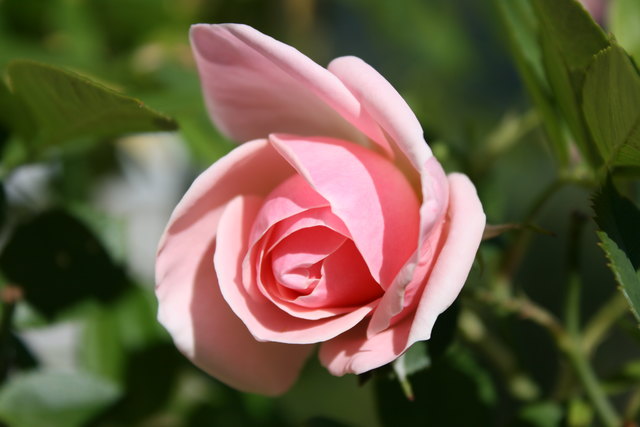 Rose in rosa