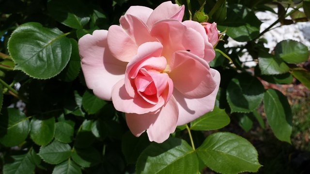 rosa Rose
