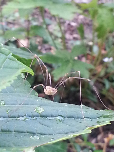Beim Gießen meiner Hortensie habe ich dieser grazilen Schönheit unabsichtlich eine Dusche verpasst. Übrigens, Weberknechte sind keine echten Spinnen, weil sie keine Spinndrüsen haben und auch nicht über Gift verfügen.