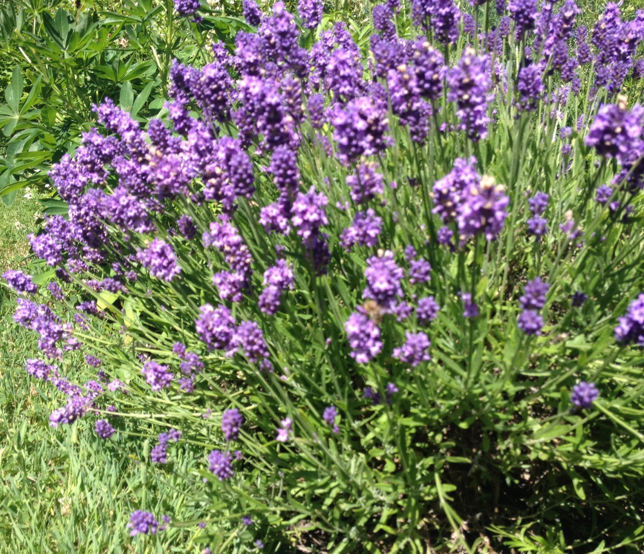 MEIN GARTEN Duftender Lavendel HallRum