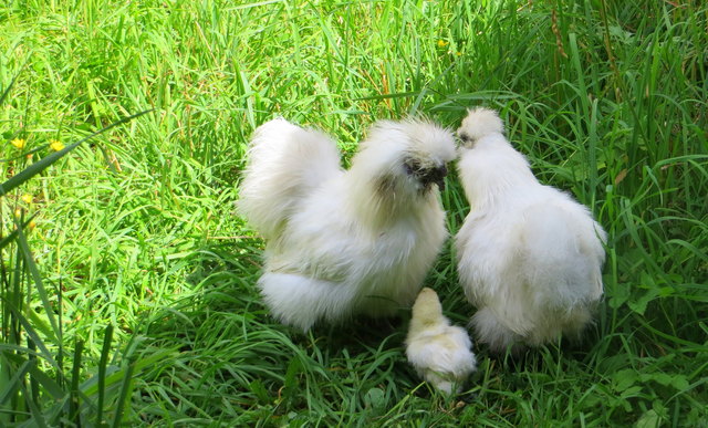 so kuschelig und immer eng zusammen..wenn ein Eindringling in der Nähe ist