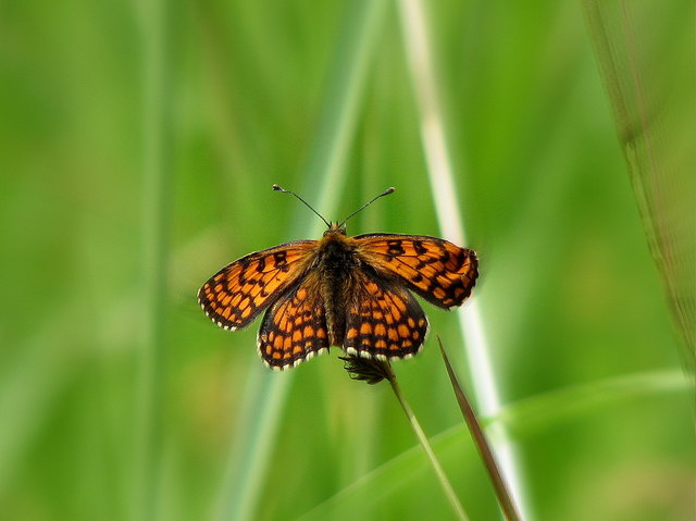 ...seine Flügel sind noch nicht ganz "bügelglatt"