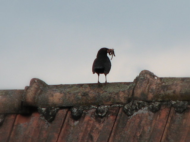 "...uff, ich könnte wirklich Hilfe gebrauchen...."