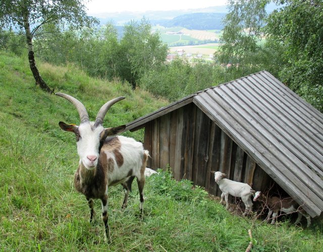 Bock oder Geiss ?