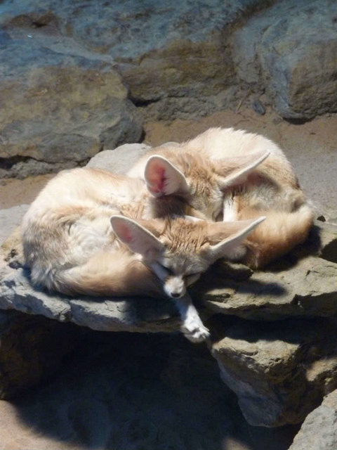 Auch in der Tierwelt ist niemand gern allein. Diese zwei Wüstenfüchse sind ganz offensichtlich dicke Freunde :-) | Foto: Bianca Jenewein