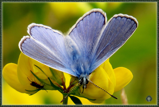 Ein Männchen des Gemeinen Bläulings mit 
strahlend blauen Flügeloberseiten. 
Charakteristisch ist ein schmaler schwarzer 
Rand und ein weißer Fransensaum
