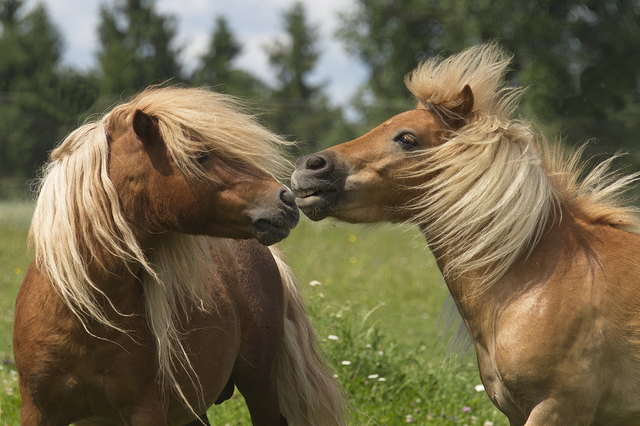 Miniponyhengst "Morris" mit Sohn "Michel" | Foto: Foto: Tiergarten Walding