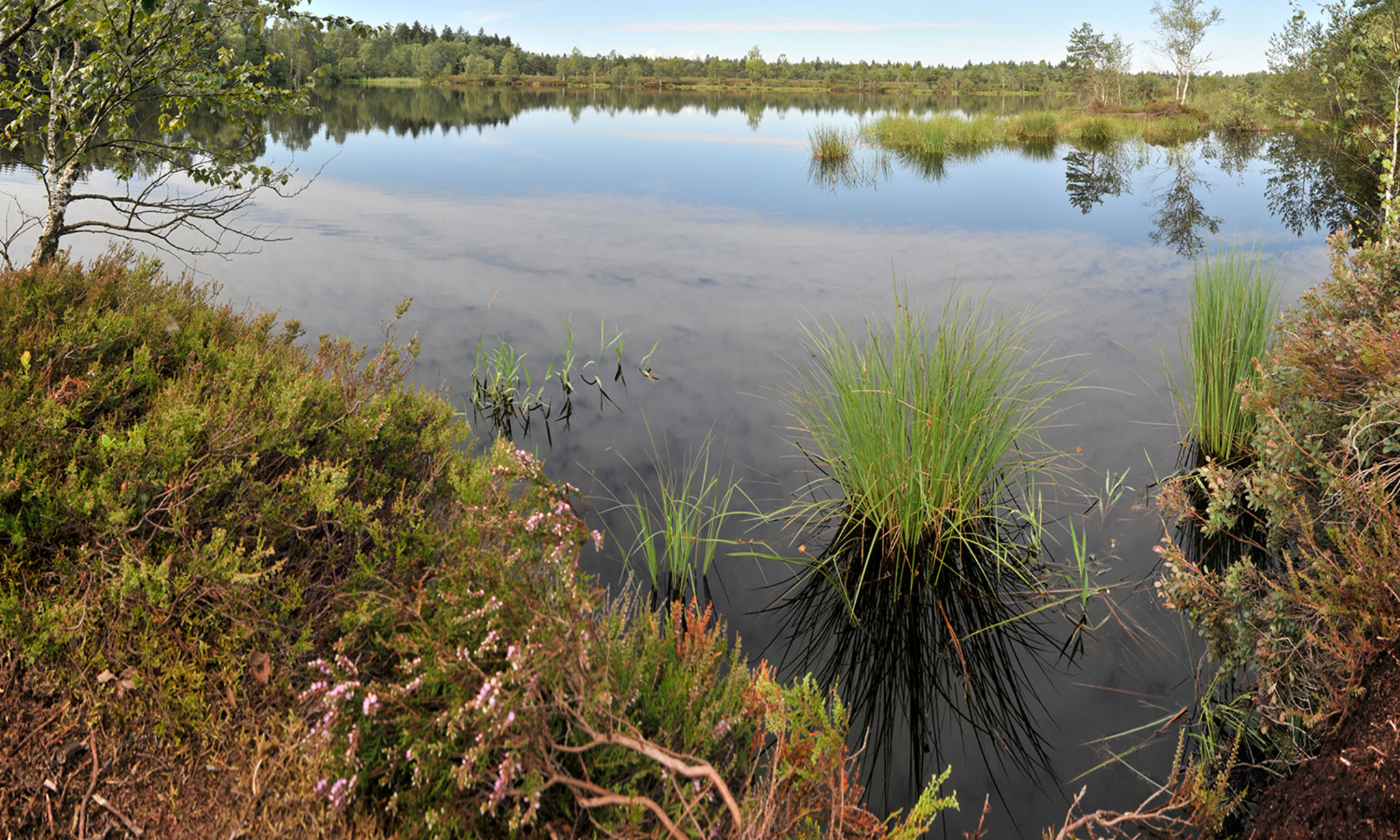 Schönheiten aus dem Moor Pinzgau