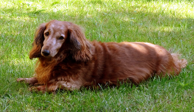 Einem Dackel sieht man an wenn er sich freut, aber auch wenn er Zahnschmerzen hat. Ein Termin bei Frau Doktor ist schon ausgemacht und Niki wird dann wieder herumspringen.
