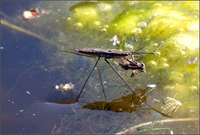 Schau' mich ruhig groß an !Wasserläufer leben in mäßig belastetem Wasser und benötigen eine Wassertemperatur von 11-15 °C. Sie ernähren sich räuberisch von verschiedenen Insekten, die ins Wasser fallen. Die ums Überleben rudernden Tiere reizen die empfindlichen Vibrationssinnesorgane in den Beinen, wodurch die Beute geortet werden kann. Die Fortbewegung erfolgt mit gleichmäßigem Rudern der mittleren Beinpaare, wobei die Tiere mit bis zu 1,5 m/s sehr schnell werden können.