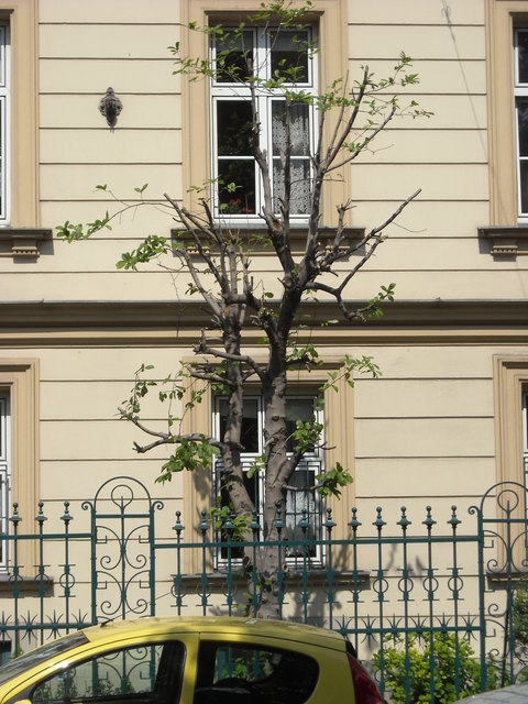 Aumannplatz: Die Beschneidung des Magnolienbaums, von Leser Luttenfeldner. | Foto: Luttenfeldner