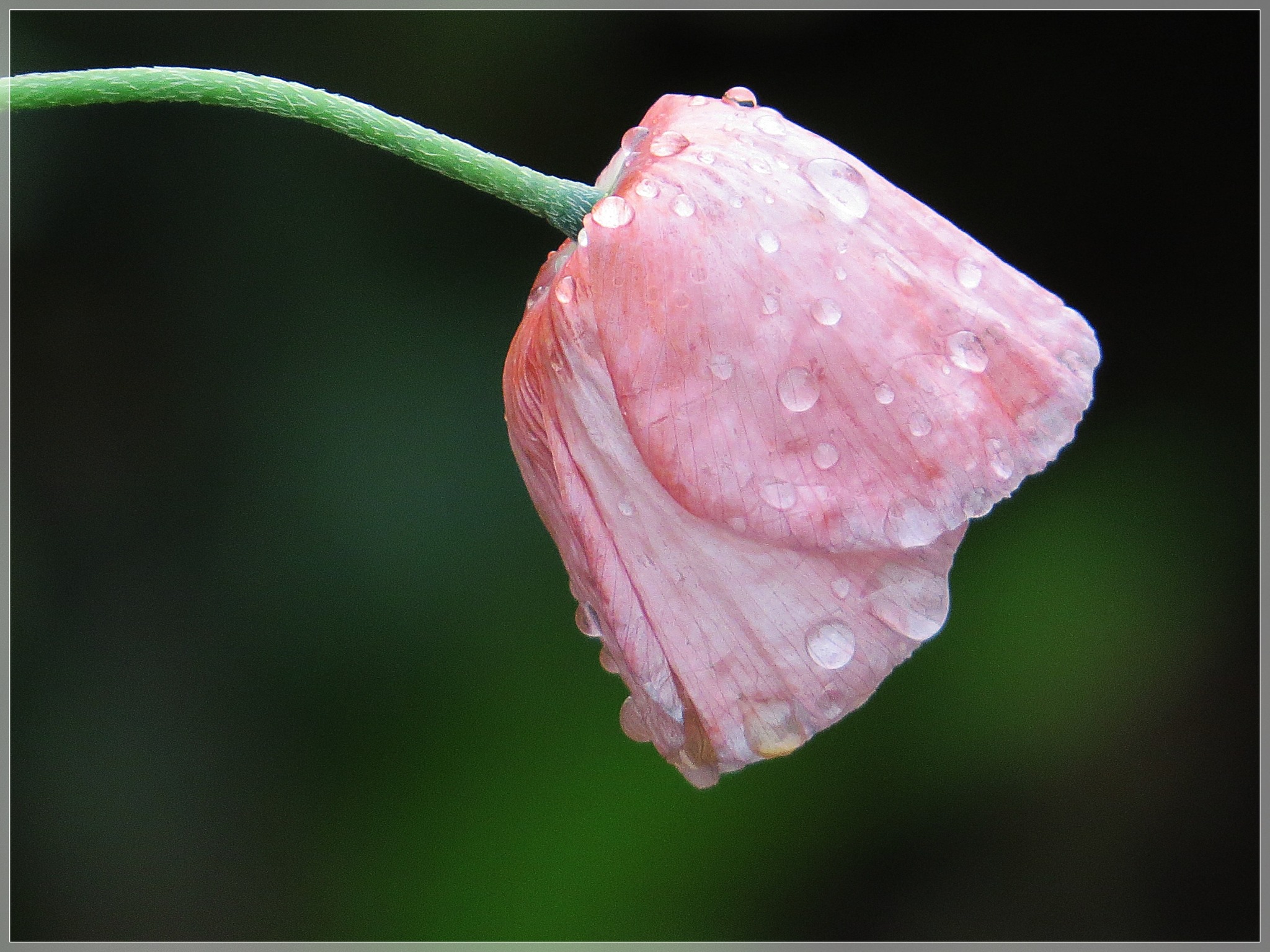 tulpen lassen kopf hängen was tun