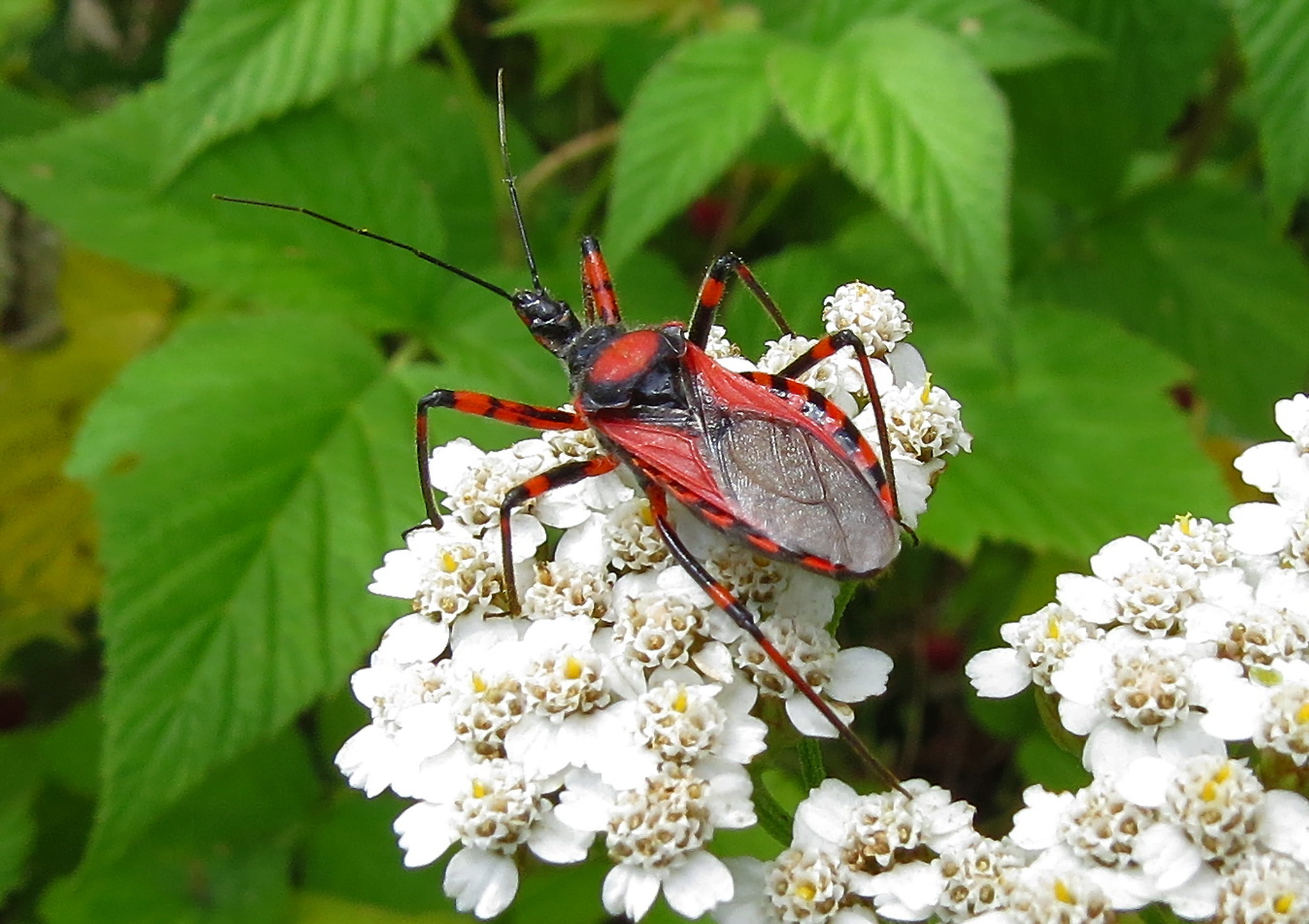Rot Insect Die Rote Mordwanze (Rhinocoris iracundus) - Lungau