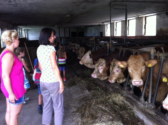 Jeder Stier wiegt derzeit rund 400 Kilogramm.