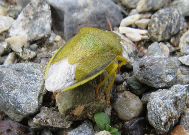 Diese Wanze scheint in einen Stein verliebt zu sein...