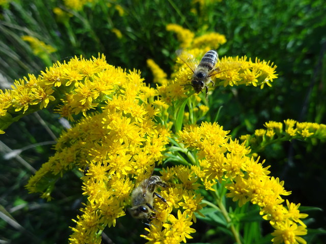 Die gelbe Blüte ist gut besucht