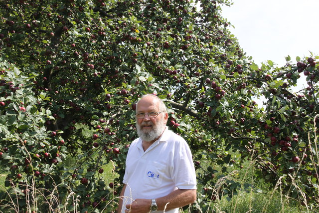 Heinz Bruckschwaiger in seinem Element: Im Laufe seines Lebens hat er in Sigless mehr als 200 Obstbäume gepflanzt.