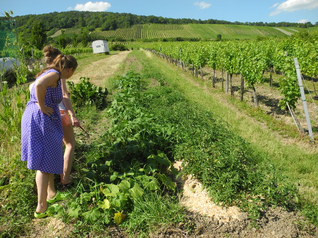 Unser Gemüsefeld in den Neustifter Weingärten