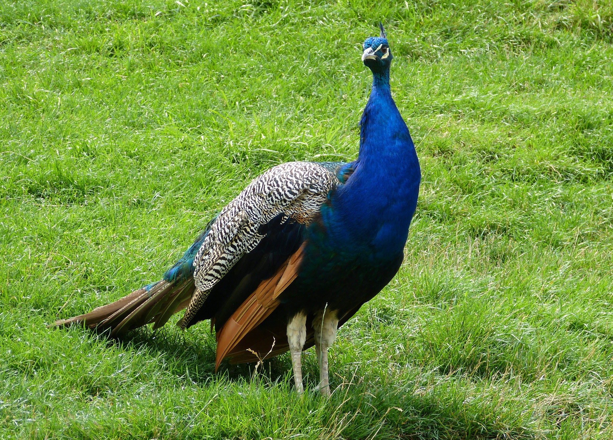 Blauer PFAU - Ottakring
