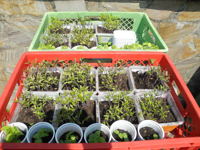 Das ganze Pflanzmaterial wird auch selbst vorgezogen.