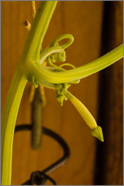 ...die Gurken werden aber bei einer Größe 1,5 - 2 cm gelblich und fallen letztendlich ab. Am Düngen kann es nicht liegen, denn diese liebevolle Behandlung genießt kaum eine andere Pflanze bei uns.