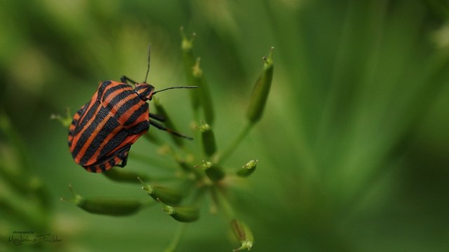 Wanzen haben so viele "Kleider" ----besonders beliebt: Streifenlook....Streifen machen eben schlank-hat sich wohl bis zu den Insekten rumgesprochen  ;)