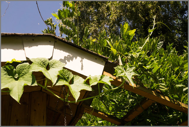 die gurke scheint in den Himmel zu wachsen