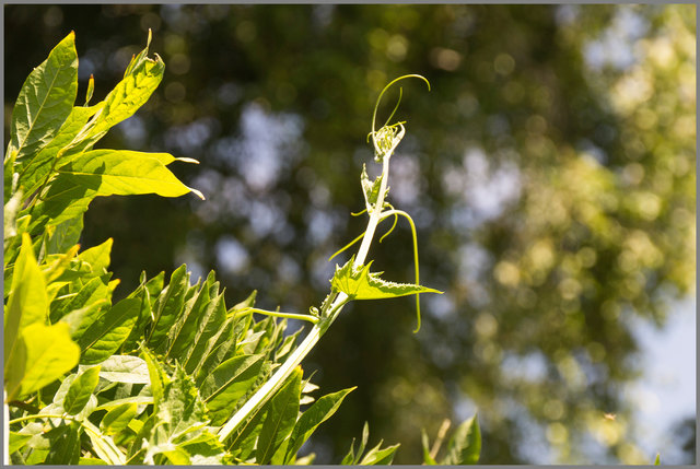 Diese Gurke scheint es mit dem Blauregen aufnehmen zu wollen...