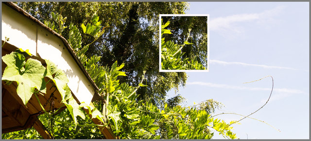 ...denn mitten drinnen im Blauregen hat sie sich bereits breit gemacht