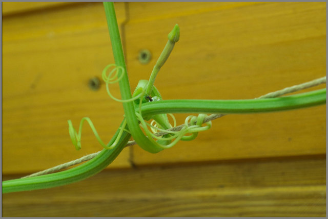 ...und die Gurken, stattliche 1,5 cm groß!