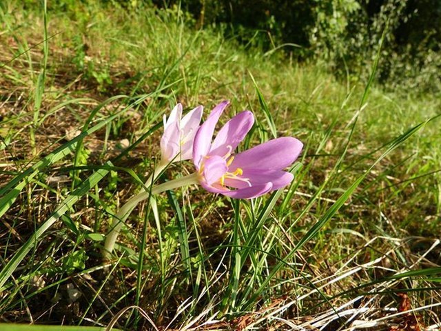 die ersten Herbstzeitlosen blühen am Steinhof und kündigen das Ende des Sommers an