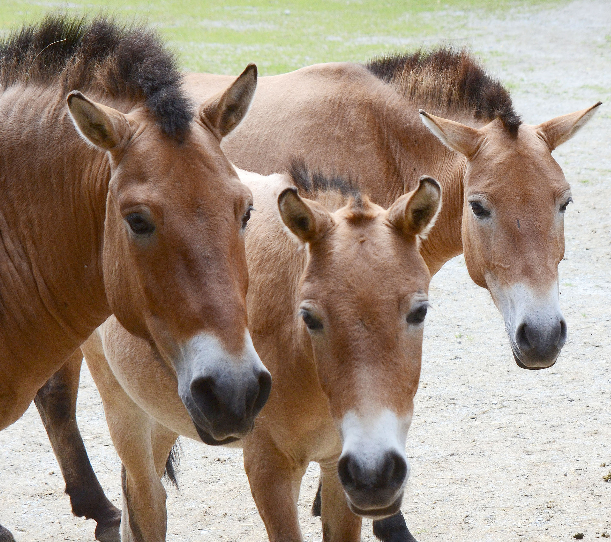 Erstes Tiroler Wildpferd feiert Geburtstag Imst