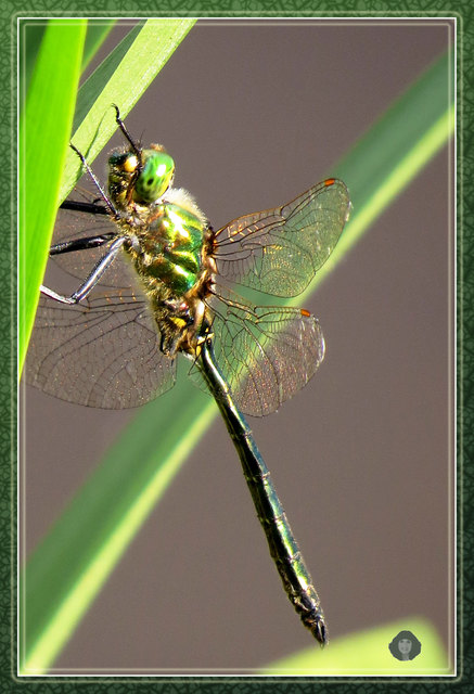 Somatochlora metallica  glänzende  Smaragdlibelle
Beide Geschlechter der Glänzenden Smaragdlibelle zeigen eine auffallende, rein grüne bis goldgrüne metallische Färbung.
Auf der Stirn befindet sich eine breite gelbe Querbinde oberhalb des Mundes. Das Abdomen des Männchens ist in der Mitte, an den Segmenten 5 und 6 deutlich verdickt.